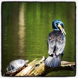 Bird flying over lake