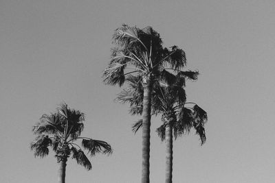 Palms beach