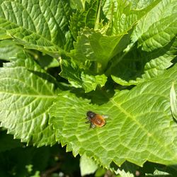 High angle view of ladybug on leaf