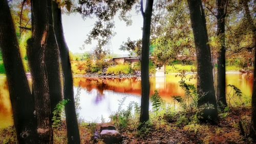 Reflection of trees in water