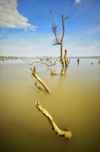 Dead tree by lake against sky