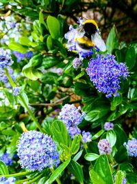 Close-up of bee on purple flowers