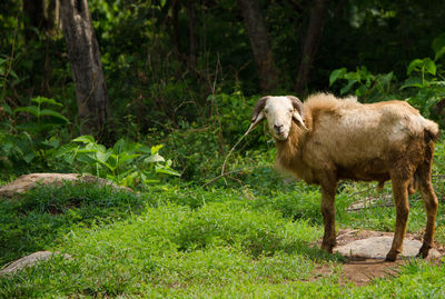 Sheep standing in a field
