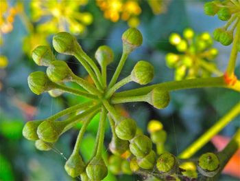 Close-up of leaves