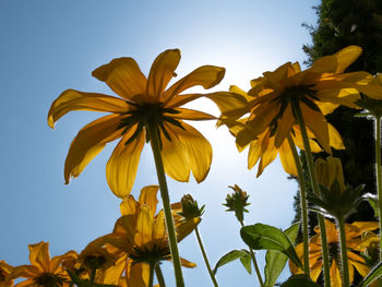 Low angle view of yellow flowering plants against sky