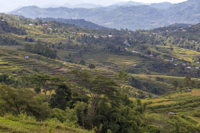 High angle view of agricultural landscape
