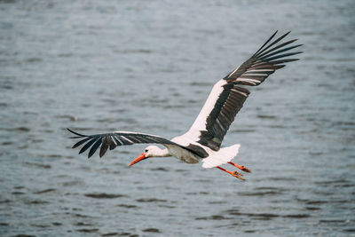 Bird flying over sea