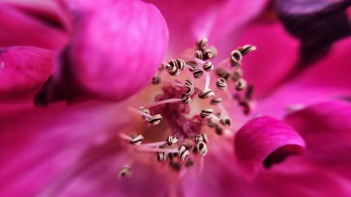 Close-up of pink rose flower