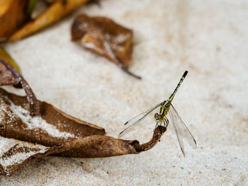 Close-up of insect on wall
