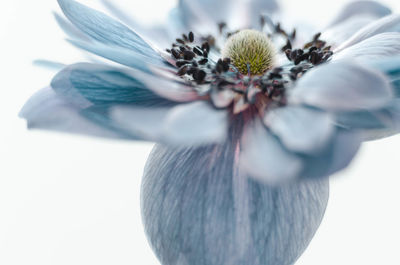 Close-up of blue flower against white background