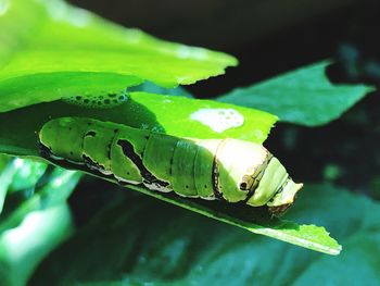 Close-up of insect on leaf