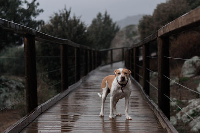 Dog on footbridge over river