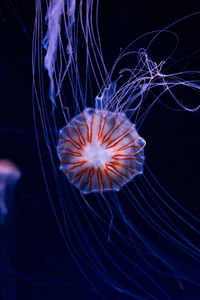 Close-up of jellyfish swimming in sea