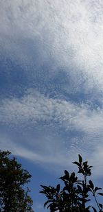 Low angle view of silhouette trees against sky