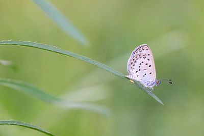 Close-up of butterfly on leaf