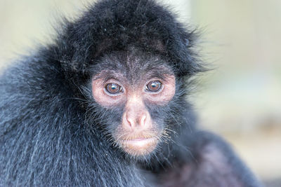 Close-up portrait of spider monkey