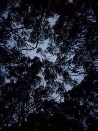 Low angle view of silhouette trees against sky at night