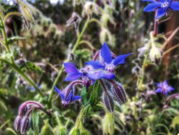 Close-up of purple flowers blooming outdoors