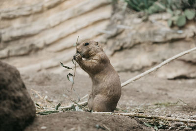 Squirrel sitting on rock