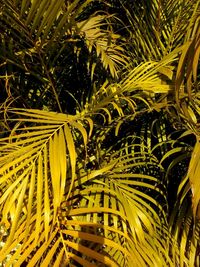 Close-up of fresh green leaf