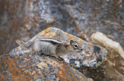 Close-up of lizard on rock