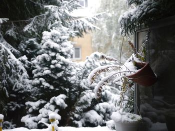 Close-up of snow covered statue