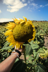 Close-up of hand holding yellow flowering plant against sky