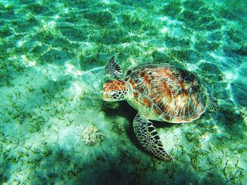 High angle view of turtle in sea