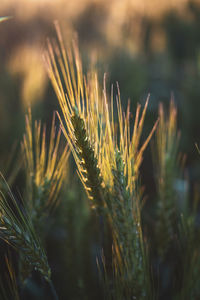 Close-up of wheat growing on field