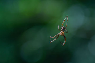 Close-up of spider on web