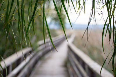 Close-up of bamboo plants