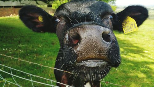 Portrait of cow on field