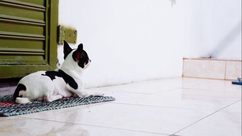 Cat sitting on floor at home