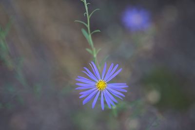 Close-up of purple flowering plant