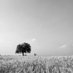 Crops growing on field against sky