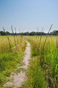 Scenic view of field against clear sky