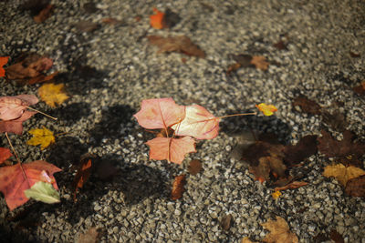 High angle view of maple leaves on road