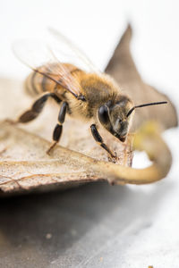 Close-up of bee on leaf