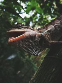 Close-up of lizard on tree