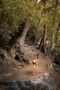 wilderness