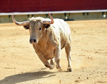 Cow standing in a farm