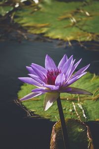 Close-up of purple water lily blooming outdoors