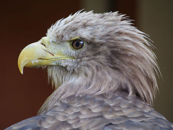 Close-up of eagle outdoors