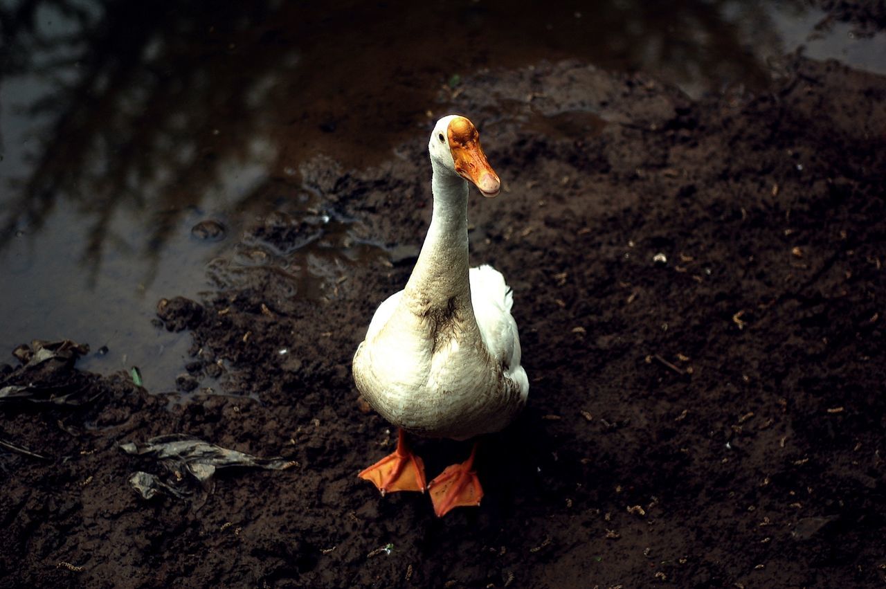 animal themes, bird, animals in the wild, wildlife, one animal, duck, beak, high angle view, nature, full length, lake, water, outdoors, day, side view, sunlight, no people, close-up, zoology, lakeshore