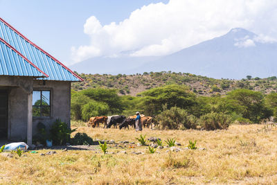 View of a horse on field