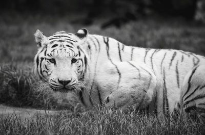 Portrait of tiger relaxing on grass