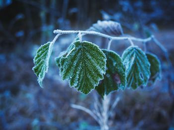 Close-up of frozen plant during winter