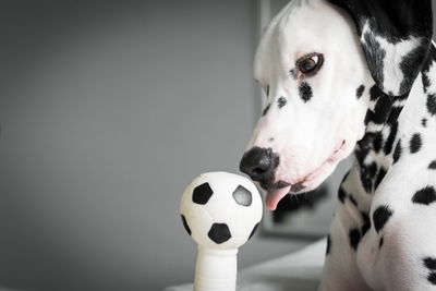 Close-up of dalmatian licking ball at home