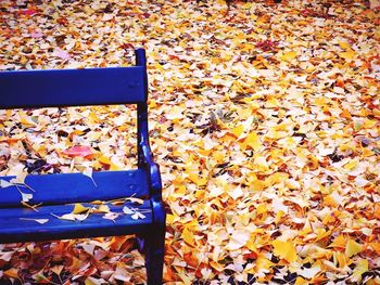 High angle view of autumn leaves in park