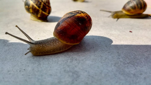 Close-up of snail